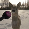 Velfur